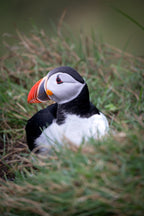 Private tour - Vamos Faroe Islands