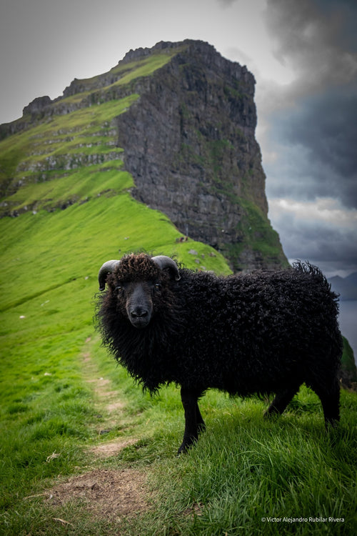 Private tour - Vamos Faroe Islands
