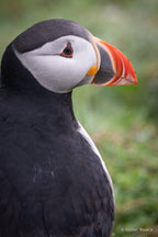 Private tour - Vamos Faroe Islands